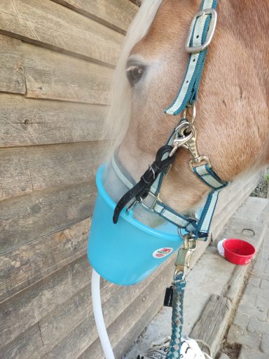 Pferd inhalieren equines Asthma