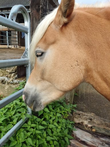 Pferd mit Schmerzgesicht