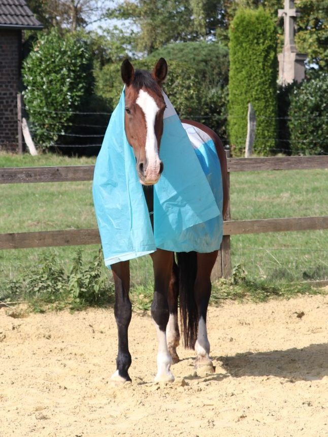 Pferd mit Plastikplane beim Gelassenheitstraining