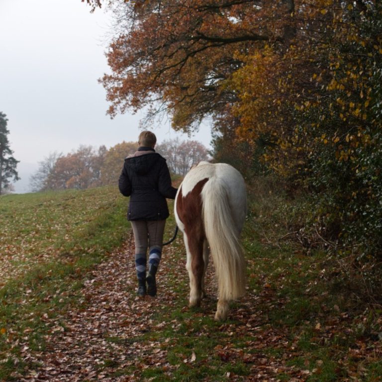 Spazierengehen mit Pferd Nordhessen Schwalm-Eder-Kreis Homberg