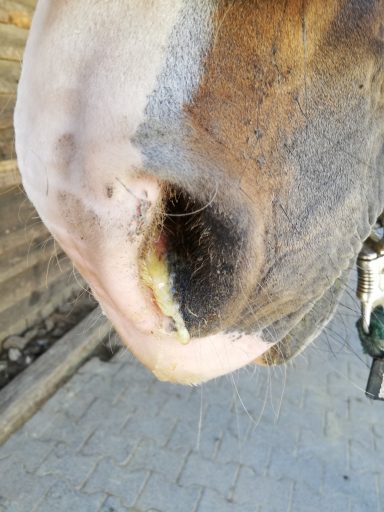 Pferd mit equinem Asthma