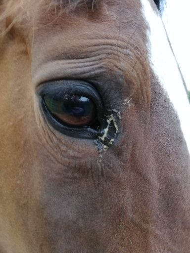 Sorgenfalten Pferd Augenentzündung