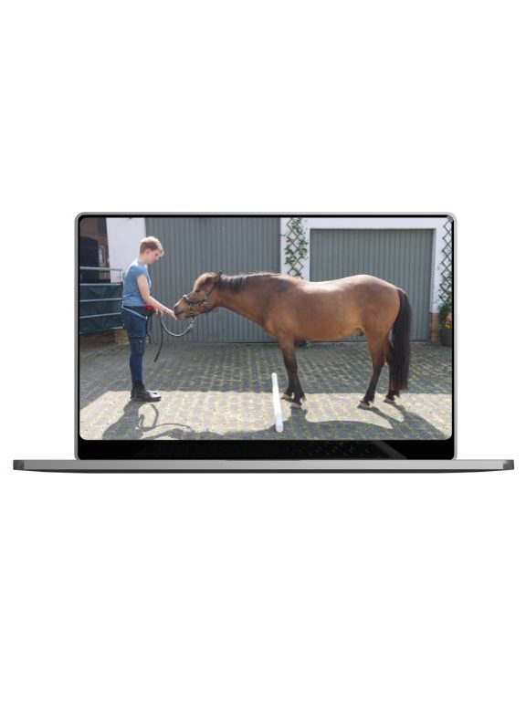 Chronisch Krankes Pferd Online Coaching