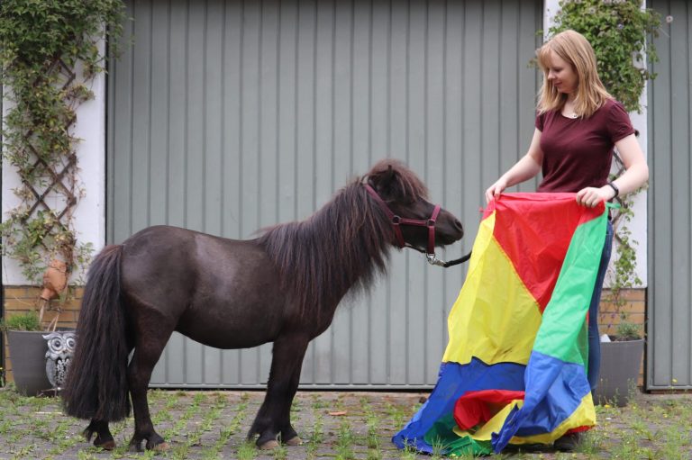 Shetlandpony beim Gelassenheitstraining mit buntem Tuch