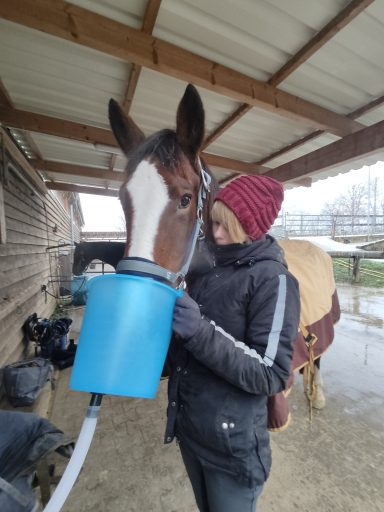 Inhalation Pferd mit equinem Asthma