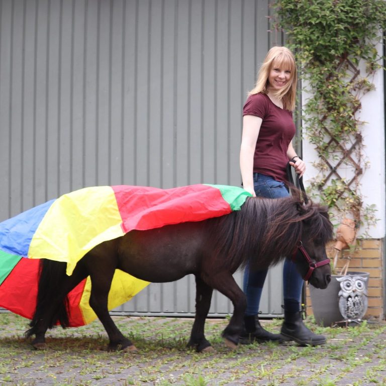 Gelassenheitstraining Clickertraining Nordhessen Carina Warnstädt mit Shetlandpony und buntem Tuch beim Gelassenheitstraining