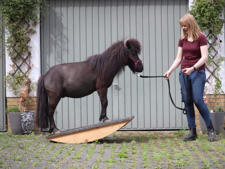 Wippen mit dem Pferd Carina Warnstädt mit Shetlandpony auf der Pferdewippe