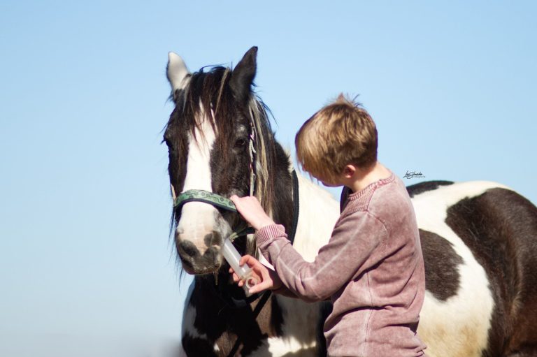Tierarztbesuch vorbereiten mit dem Pferd