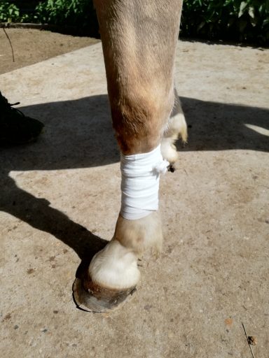 Verband Pferd